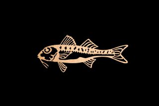 157. Red Mullet 46ML
